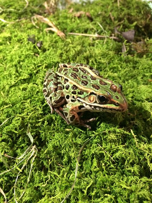 A vibrant frog resting atop soft moss, showcasing the beauty of nature's delicate ecosystem.