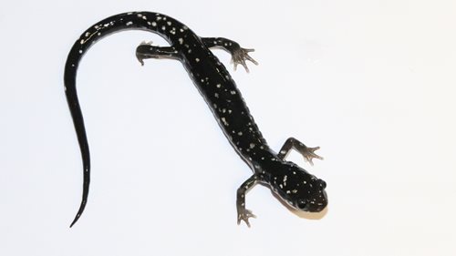 A black and white lizard with elongated legs, poised on a surface, showcasing its unique patterns and features.