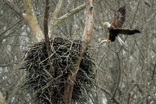 A bald eagle flying into its nest among a tree of barren forest