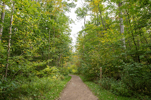 A peaceful dirt path in a wooded area, flanked by tall trees and natural foliage, inviting exploration and tranquility.