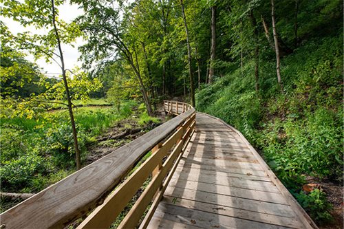 A charming wooden boardwalk leads through a thriving green forest, showcasing nature's beauty and tranquility.