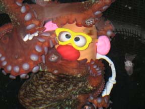 potatoehead.jpg potatoehead.jpg