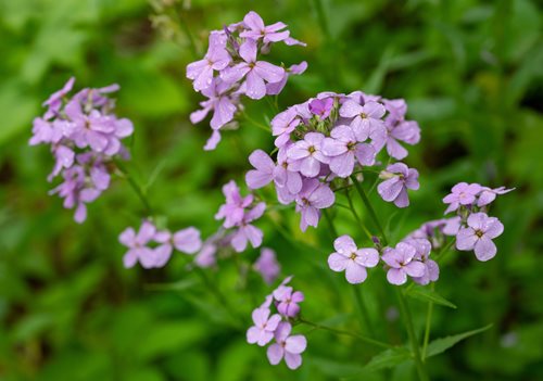 A cluster of purple flowers swaying gently in a sunlit field, surrounded by fresh green grass.