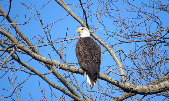 Bald-Eagle-OECR-by-Karen-Lakus.JPG