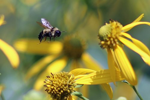 A bumble bee flying around yellow daisies collecting pollin 