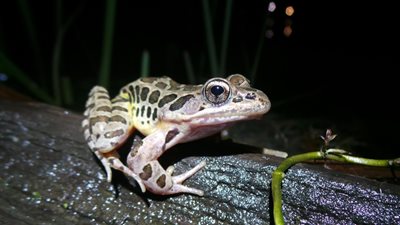 A frog perched on a wooden log under the night sky, surrounded by darkness and soft moonlight.