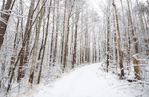 A peaceful winter trail covered in snow, leading through a quiet woodland with snow-laden trees on either side.