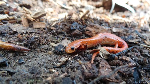 A small red lizard resting on the ground, blending with its natural surroundings.