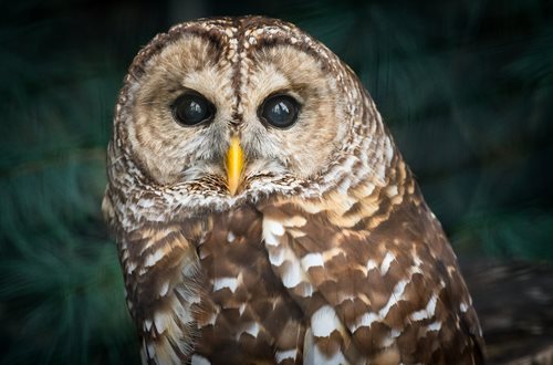 A brown barred owl with a small yellow nose and black beady eyes staring deep into the camera and the green background