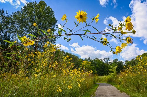  A pathway cuts through a field of tall yellow flowers under a blue sky with scattered clouds and surrounded by trees