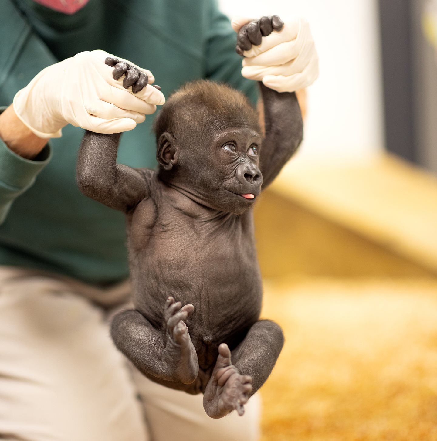 Cleveland Metroparks Zoo to Foster 11-week-old Gorilla from Fort Worth Zoo 