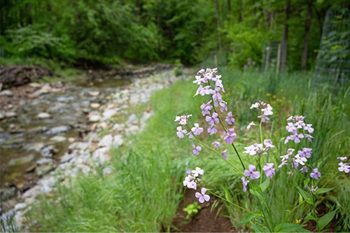 Purple flowers bloom vibrantly along the banks of a gently flowing stream, enhancing the natural beauty of the scene.