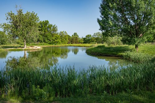 a pond surrounded by greenery and blue skies