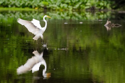 An egret stands gracefully in the water, wings fully spread, showcasing its elegant plumage against the serene backdrop.