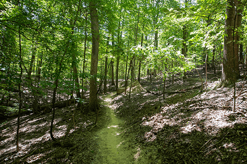 A peaceful woodland trail, bordered by trees and underbrush, leading into the heart of nature's beauty.