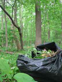 Invasive Plant Garlic Mustard 