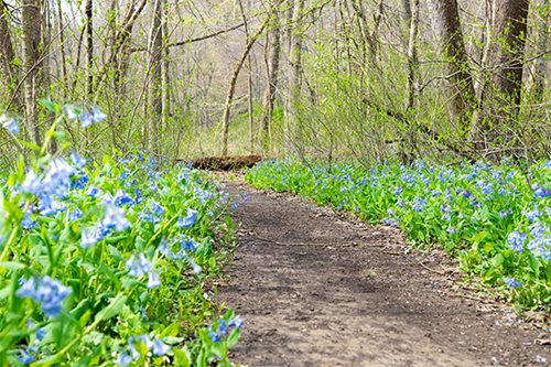 A picturesque path winding through the woods, featuring clusters of delicate blue flowers along the way.