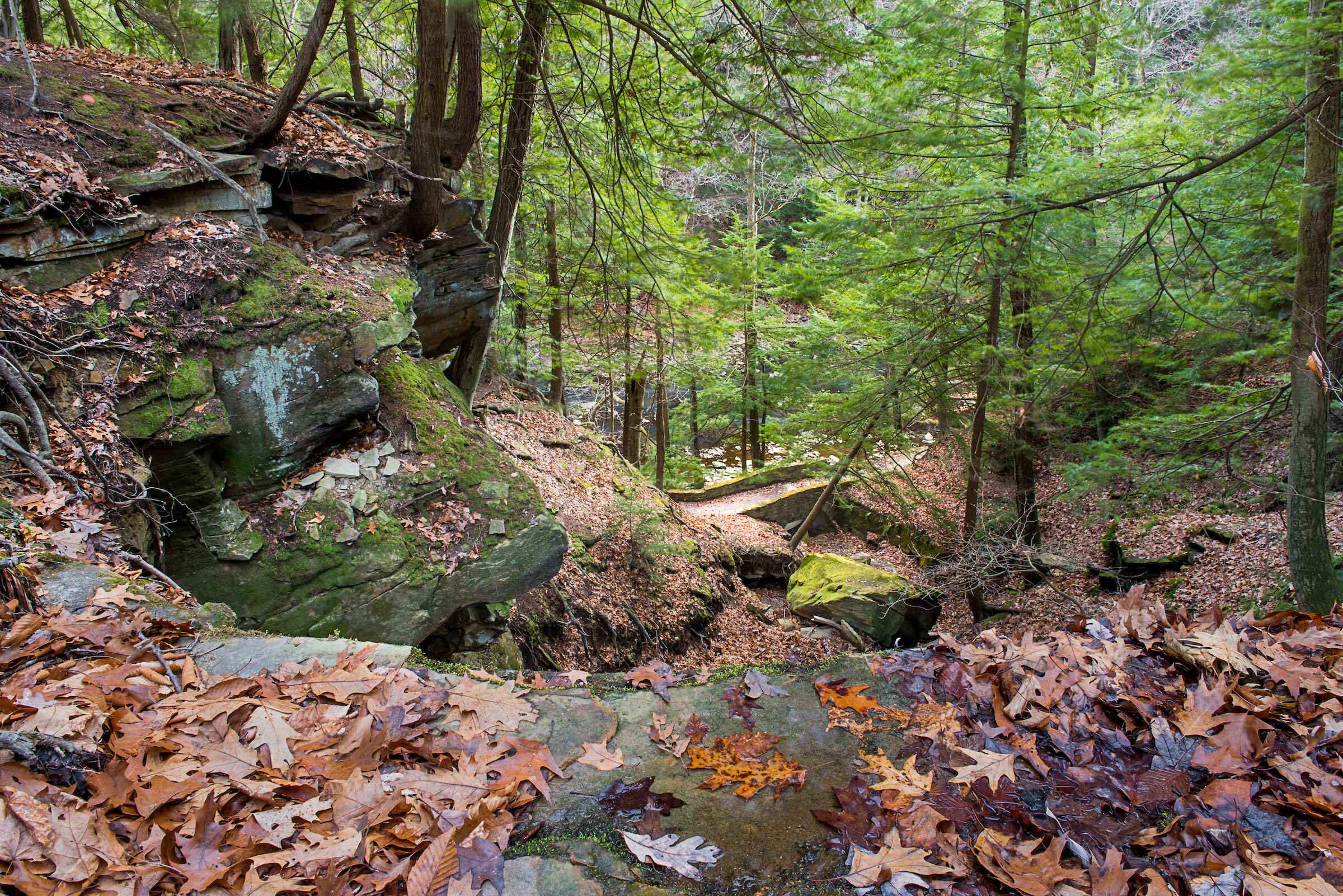 A serene woodland trail lined with colorful leaves and scattered rocks, inviting exploration and tranquility.