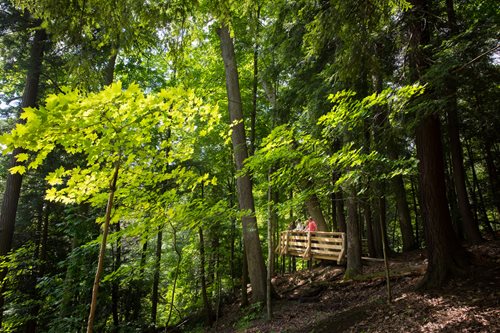  A man traverses a wooden bridge, immersed in the tranquility of a wooded landscape.