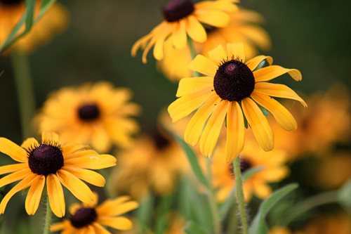 Black-Eyed-Susans-Kurt-Grening.jpg