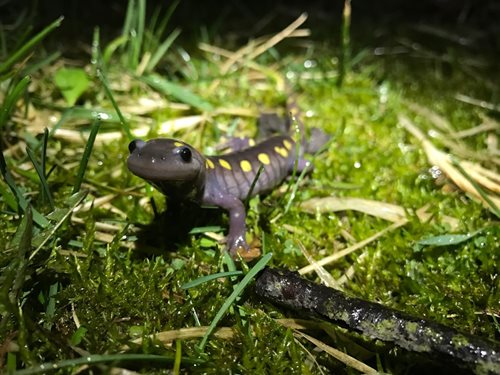 A small purple and yellow lizard resting on green grass, showcasing its vibrant colors in a natural setting.