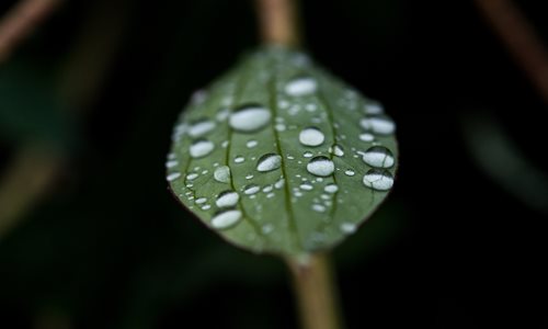 Leaf-with-raindrops.jpg