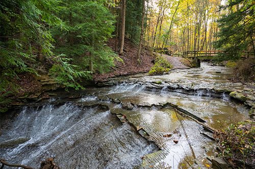 A tranquil stream meanders through a dense forest, with trees lining its banks and sunlight filtering through the leaves.