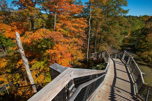 a wooden pathway descalating down towards the forest floor with bright orange leaves and trees surrounding it