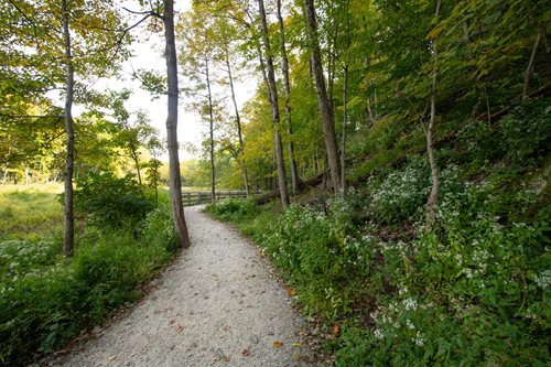 A peaceful path winding through a forest, flanked by tall trees and soft grass, perfect for a nature walk.