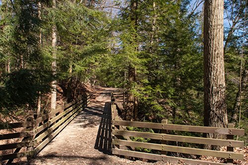 A wooden bridge extends into a serene forest trail, surrounded by lush greenery and tall trees.