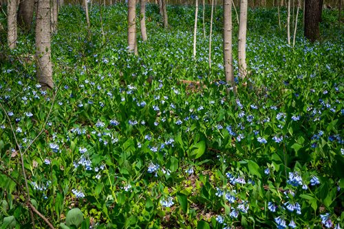 Delicate blue flowers thrive in a wooded area, framed by lush trees, showcasing nature's beauty.