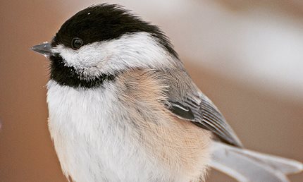 Thumbnail image for Chickadee Trail
