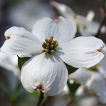 white-flowering-dogwood.jpg