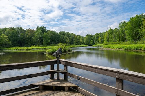 A wooden boardwalk leads to a peaceful pond, framed by dense trees and natural foliage.