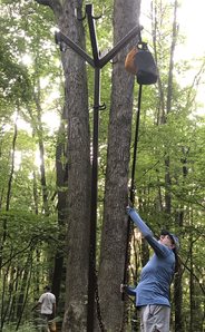 storing food in a tree