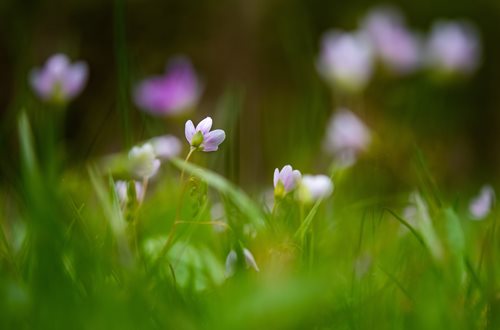 A tranquil landscape showcasing a field of delicate white flowers nestled in the green grass.