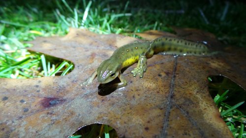 A small lizard, featuring yellow and brown hues, is perched on a leaf, showcasing its intricate patterns against the greenery.