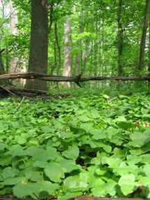 Invasive Plant Lesser Celandine