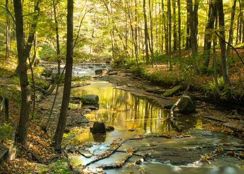 Water flowing between trees