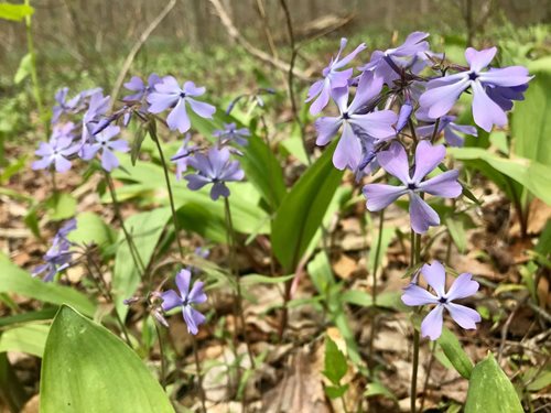 a cluster of light purple wildflowers blooming in a natural setting. The flowers have delicate petals that form star-like shapes, with long stems rising from the ground amidst green leaves and a background of earthy, forest-like ground cover