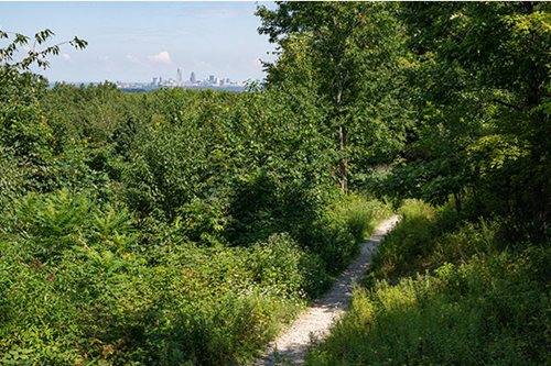 A serene forest trail leading through trees, with a distant city skyline visible against the horizon.