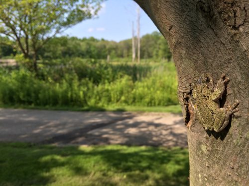  frog resting on the side of a tree, showcasing its vibrant colors against the textured bark.