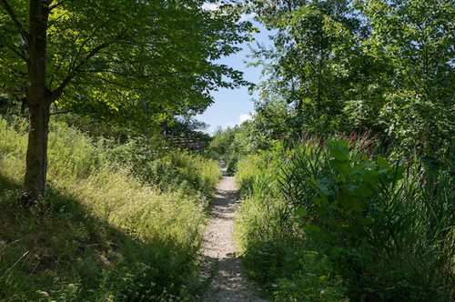 A serene path winding through a lush forest, surrounded by tall grass and towering trees.