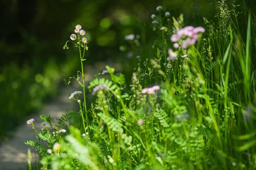 Colorful wildflowers scattered throughout a tranquil forest, creating a picturesque natural landscape.