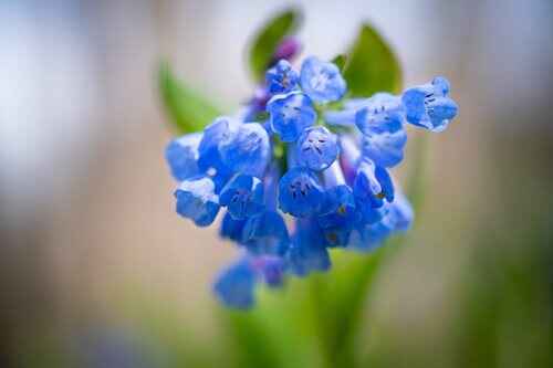 A close-up of delicate blue flowers flourishing in spring, symbolizing the freshness and vitality of the season.