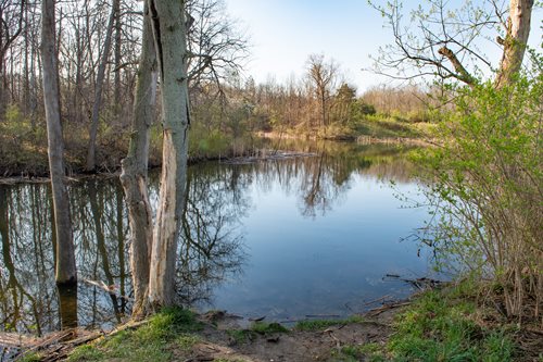 A pond in the middle of a forest in the fall time