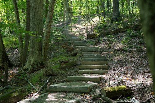 Stone steps rise towards a dense forest, creating a pathway into a serene and wooded environment.