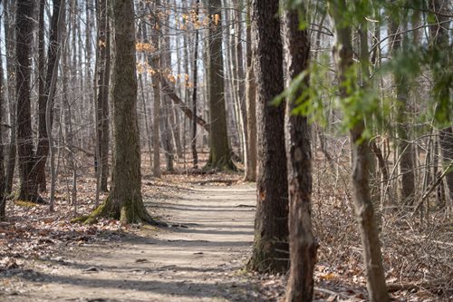  A peaceful woodland path lined with trees, showcasing the beauty of nature without any human presence.