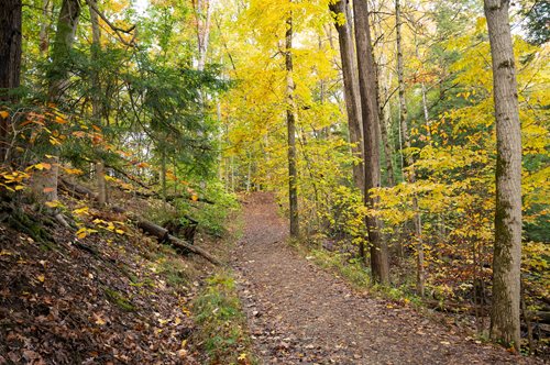 A picturesque woodland path surrounded by trees displaying brilliant yellow and orange leaves, capturing the essence of fall.