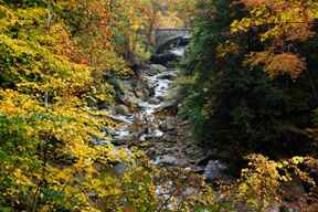 trees around a river